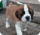 Bernard